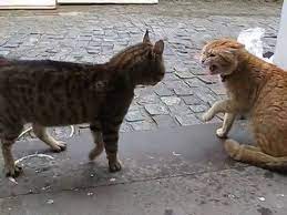 Youtube Cat Voice Cat Talk Cats