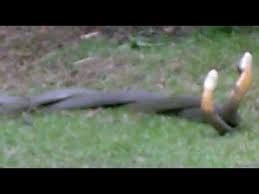 Adakah benar ular tedung selar berkokok? Ular Tedung Selar Mengawan Di Kampung Tanjung Besar Kuala Lipis Youtube