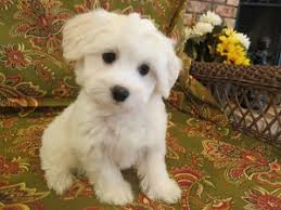 Our beliefs at yup's havanese are simple. Quality Havanese Puppies For Sale