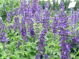 Girls names that mean purple flowers or gems. Purple Flowers Name I Went Out To A Garden Center Today Flickr
