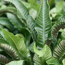 Image result for Asplenium staudtii