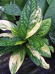 Monstera Karstenianum Variegated Tropics Home Plants Unusual Plants Variegated Plants
