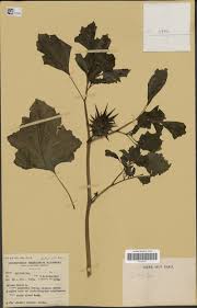 Image result for Stemodiopsis rivae