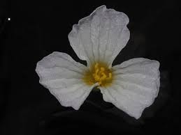 Image result for Ottelia kunenensis