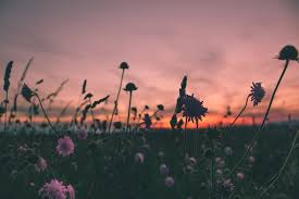 See more ideas about flowers, flower aesthetic, pretty flowers. Purple Flowers In Bloom During Golden Hour Photo Free Sunset Image On Unsplash