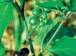 Home Remedies For All Type Of Ulcer : வயிற்றுப்புண், வாய்ப்புண், எல்லா வகை  அல்சரும் ஒரே வாரத்துல குணமாக சாப்பிட வேண்டிய 7 உணவுகள்
