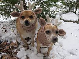 To Humiliate The Dog Dog Hat Crochet Dog Hat Dog Pattern