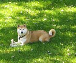 Shiba Inu Dog With Bone Midwest Shiba Inu Rescue Shiba Inu Japanese Dogs Shiba Inu Dog
