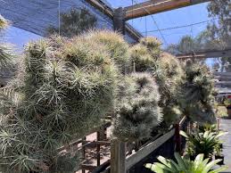 Image result for Heteromorpha