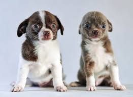 Search our easy to use free online classifieds to find all kinds of listings online. Free Puppy Classifieds Off 52 Www Usushimd Com