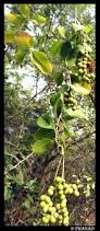 Image result for Maerua buxifolia