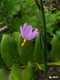 Image result for Radinosiphon leptostachya