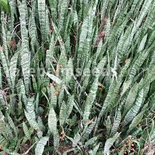 Image result for Sansevieria hyacinthoides