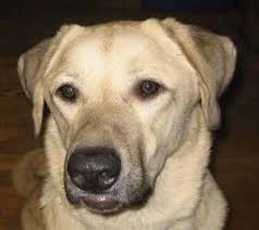 Anatolian Shepherd Looks Like Tippy Anatolian Shepherd Dog Breeds Great Pyrenees