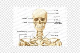 Maybe you would like to learn more about one of these? Segitiga Anterior Leher Anatomi Tulang Kerangka Manusia Tengkorak Wajah Manusia Png Pngegg