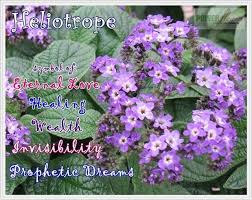While some viewers might find advice provided in this talk to be helpful as a complementary approach, please do not look to this talk for. The Language Of Flowers Sentiments From The Garden Language Of Flowers Flowers Flower Garden
