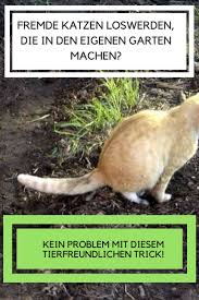 Lesen sie hier mehr zu den gründen und was sie gegen unerwünschten katzenbesuch. Katzen Loswerden Mit Nur Drei Naturlichen Zutaten Auch Wenn Wir Katzen Toll Und Niedlich Finden Dann Wissen Gartenbesi Garten Hangende Sukkulenten Gartentipps