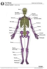 Some of them are trace metal contents of human tissues and total body burdens are useful for studies of nutrition and. Osteology Bone Anatomy Overview Gross Anatomy Overview Gross Anatomy Of Axial Skeleton