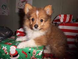 Many dog breeders with puppies for sale also offer a health. Poshie Pomeranian X Sheltie Mix Info Temperament Training Puppies Pictures