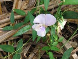 Image result for Vigna vexillata