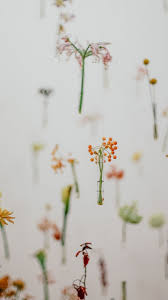 Minimalist Spring Background For Android Floral Wallpaper Iphone Iphone Wallpaper Tumblr Aesthetic Spring Wallpaper