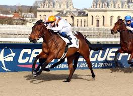 Pin On Awesome Horses