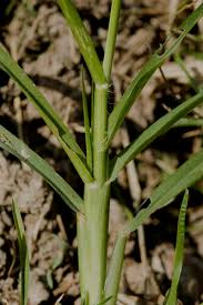 Image result for Eleusine