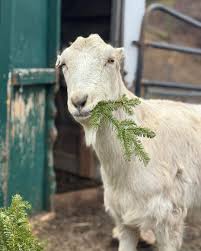 Pine Meadow Alpacas pridėjo naują...