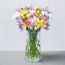 Send Someone Special The Sweet Smelling Fragrance Of 20 Long Stemmed Dutch Freesia In Beautiful Mixed Colo Freesia Flowers Flowers By Post Flowers Bouquet Gift