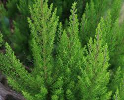 Image result for Erica arborea