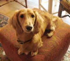 In order to get dapple dachshund puppies, one parent must have the dapple pattern. Merrywind Teckels Dachshund Colors Coats And Patterns