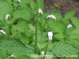 Image result for Heliotropium indicum