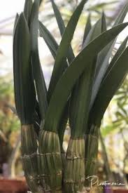 Image result for Graphorkis