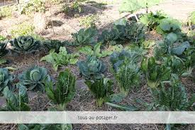 Nous sélectionnons pour vous des plantes et produits de jardin de qualité. Que Faire En Octobre Au Potager Gestion Des Plates Bandes Recoltes