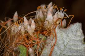 Image result for Cuscuta hyalina