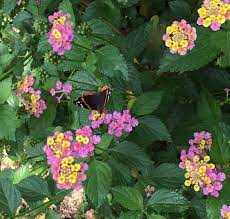 Wild Lantana Planted By Birds Notice The Butterfly On The Flower This Plant Produces Seed Which Is Poisonous Lantana Plant Plants How To Attract Hummingbirds