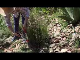 La Taille De La Lavande En Video Tuto 4 Etapes Detente Jardin