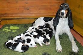 Below is a sample search of our schweizer laufhund breeders with puppies for sale. Pin Auf Hound Happens