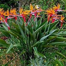 Bird Of Paradise Flower Seeds Strelitzia Reginae 5 Seeds Birds Of Paradise Plant Paradise Plant Birds Of Paradise Flower
