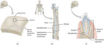 So why the spongy part? Fibrous Joint Wikipedia