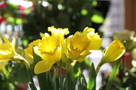 When Looking For A Sign From Spirit Either A Bird A Coin Or A Flower Your Loved Ones Not Only Want You To Notice But Th Flowers Daffodil Flower Daffodils