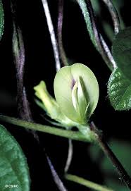 Image result for Macrotyloma uniflorum