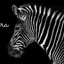 Listen to the black zebra. Black Zebra Productions Blackzebrapro Twitter