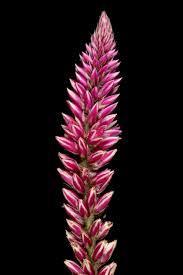 Image result for Hermbstaedtia odorata