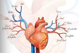 Image result for Hypercholesterolemia