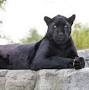 Profile Picture of Maya - The Big Cat Sanctuary (@thebigcatsanctuary.org) on Google