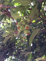 Other apple trees i know in southern california likewise usually have fruit on the small side. How To Thin Fruit On An Apple Tree Dengarden