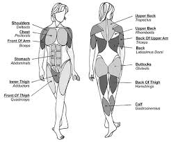 Three of them are located in the anterior compartment — the biceps brachii, brachialis, and coracobrachialis, while the forth is located in the posterior compartment — the triceps brachii). Double X Chromosome Tales Body Muscles Names Muscle Names Body Muscle Anatomy