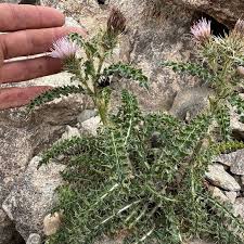 Image result for Turraea stolzii