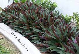 Shop By Color Purples Moses In A Basket Cradle Boatlily Oyster Plant Tradescantia Spathacea Oyster Plant Plants Boarder Plants